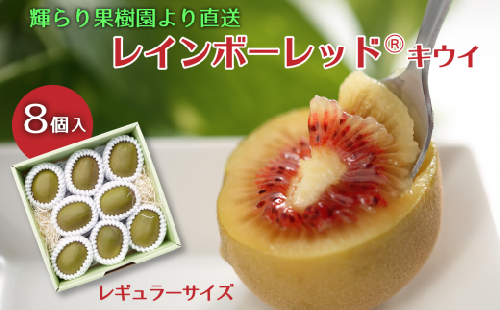 キウイ レインボーレッドⓇキウイ （レギュラーサイズ 8個入）　愛媛県西条市 輝らり果樹園  【先行予約・11月下旬～12月中旬頃発送】｜ 愛媛産 キウイ レインボー キウイ レッド 高糖度 赤い果肉 国産 高級キウイ キウイフルーツ