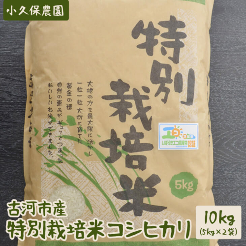 【令和6年産】古河市産 特別栽培米コシヒカリ10kg【小久保農園】 | 米 こめ コメ 10キロ こしひかり コシヒカリ特別栽培米 古河市産 茨城県産 贈答 贈り物 プレゼント 茨城県 古河市 直送 農家直送 産地直送 _AS04 44969 - 茨城県古河市