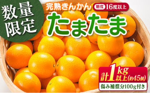 糖度16度以上 数量限定 完熟 きんかん たまたま 計1kg以上 傷み補償分付き 宮崎 期間限定 フルーツ 果物 くだもの ブランド 金柑 柑橘 令和8年発送 化粧箱入り 国産 食品 人気 おすすめ ギフト 贈り物 贈答 ご褒美 お祝い おすそ分け 日南市 送料無料_B215-23