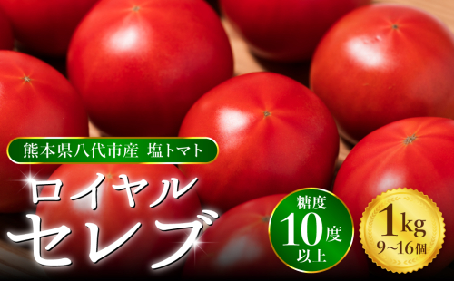 【先行予約】 くまもと塩トマト「ロイヤルセレブ」 約1kg  トマト 野菜 熊本県産 新鮮 サラダ やさい とまと 八代市産 九州 【2026年1月上旬より順次発送】 464017 - 熊本県八代市