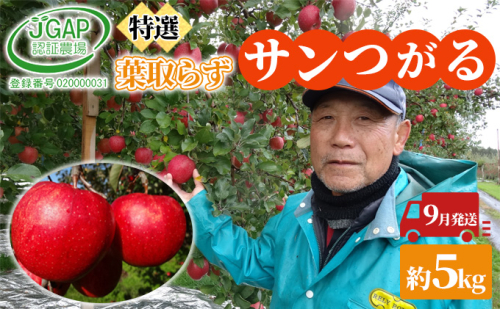 9月発送 贈答用 葉取らず サンつがる 約 5kg【 特選 】鶴翔りんごGAP部会 青森県産 津軽産 リンゴ 林檎 つがる 果物類 ギフト  468853 - 青森県鶴田町