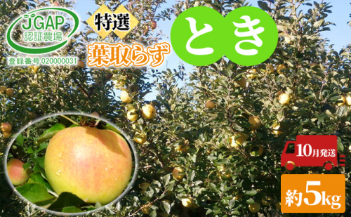 10月発送 贈答用 葉取らずとき 約 5kg【 特選 】鶴翔りんごGAP部会 青森県産 津軽産 リンゴ 林檎 トキ 果物類 JGAP認証 安心 甘い ギフト  468874 - 青森県鶴田町