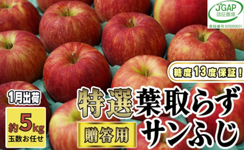 1月発送【 糖度保証 】贈答用 葉取らず サンふじ 約 5kg 【 特選 】鶴翔りんごGAP部会 青森県産 津軽産 リンゴ 林檎 果物 JGAP認証 安心 丸かじり 甘い 高糖度 ギフト  468876 - 青森県鶴田町