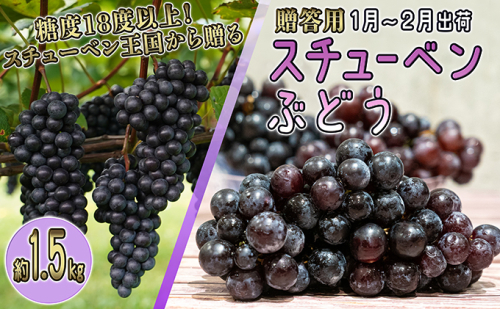 1～2月 津軽ぶどう村 特秀 スチューベン ぶどう 約 1.5kg 糖度18度以上【 青森ぶどう 青森県鶴田町産 1月 2月 果物 フルーツ 高糖度 ギフト 贈答用 ポリフェノール 】  468877 - 青森県鶴田町