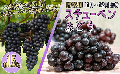 11～12月 津軽ぶどう村 特秀 スチューベン ぶどう 約 1.5kg 糖度18度以上【 青森ぶどう 青森県鶴田町産 11月 12月 果物 フルーツ 高糖度 ギフト 贈答用 ポリフェノール 】  468878 - 青森県鶴田町