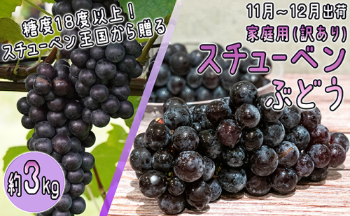 11～12月 津軽ぶどう村 秀品 スチューベン ぶどう 約 3kg  訳あり 家庭用 【 青森ぶどう 青森県鶴田町産 11月 12月 果物 フルーツ ポリフェノール 甘い 高糖度 美味しい  468879 - 青森県鶴田町