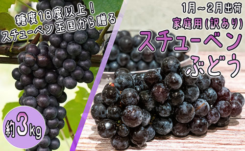 1～2月 津軽ぶどう村 秀品 スチューベン ぶどう 約 3kg  訳あり 家庭用 【 青森ぶどう 青森県鶴田町産 11月 12月 果物 フルーツ ポリフェノール 甘い 高糖度 美味しい  468881 - 青森県鶴田町