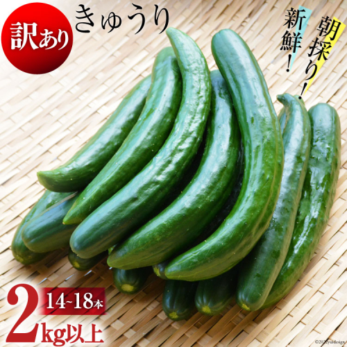 AG064【令和7年度出荷分】【訳あり】新鮮 朝採りきゅうり 2kg以上 469454 - 長崎県島原市