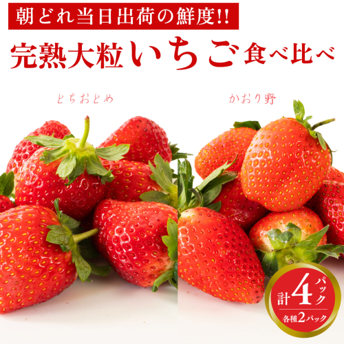 完熟 かおり野 ・ とちおとめ 食べ比べ 4パック 先行予約 大粒 イチゴ 苺 いちご フルーツ 果物 [AF088ci] 470212 - 茨城県筑西市