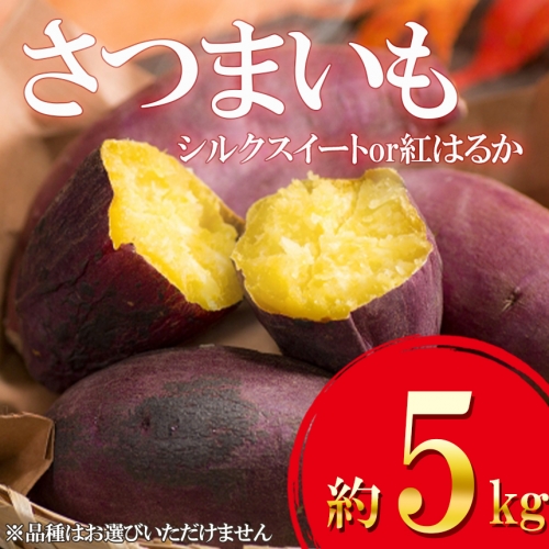 さつまいも 5kg 熊本県産 シルクスイート or 紅はるか  | 熊本県 熊本 くまもと 和水町 なごみ サツマイモ 甘藷 芋 唐芋 からいも 473663 - 熊本県和水町