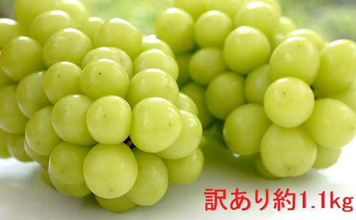(地域・期間限定)訳あり赤坂果樹園のシャインマスカット約1.1kg 果物 ぶどう フルーツ おやつ デザート 食後 秋の味覚 産地直送 長野県産 有機肥料 486857 - 長野県坂城町