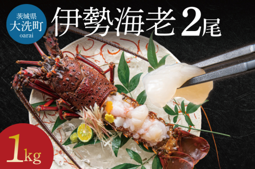 生冷凍 伊勢海老 2尾 1kg 冷凍 国産 伊勢エビ イセエビ いせえび 海老 エビ えび おせち 刺身 焼き物 味噌汁 490823 - 茨城県大洗町