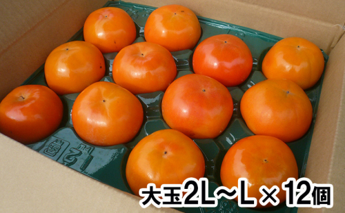高糖度富有柿　大玉2L～L × 12個 果物 果実 秋の味覚 フルーツ おやつ デザート 旬 糖度18度 低農薬 除草剤不使用 国産 岐阜県産 産地直送  514753 - 岐阜県海津市