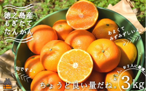 1901 《2026年2月～3月配送！》島の農家さん直送便！徳之島産もぎたてたんかん（3キロ） ( タンカン フルーツ みかん 果物 柑橘 甘い 徳之島 奄美 鹿児島 もぎたて フレッシュ 世界自然遺産 フルーツアイランド 先行予約 )
