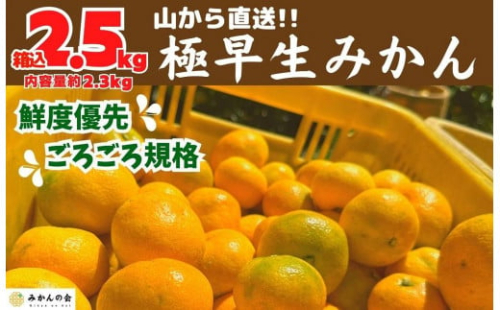 みかん 極早生 山から直送 箱込 2.5kg (内容量約 2.3kg) 採れたてそのままごろごろ規格 有田みかん 和歌山県産 【みかんの会】みかん 果物 みかん フルーツ みかん 和歌山 みかん 柑橘類 みかん 和歌山県産 みかん 有田 みかん 542566 - 和歌山県有田川町