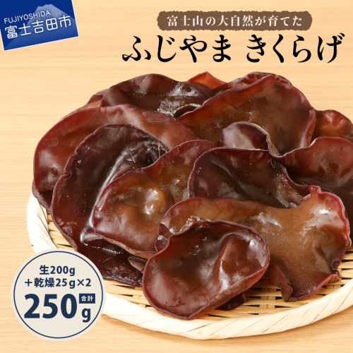 【おすすめ】富士山の大自然が育てた「ふじやま きくらげ」(生きくらげ200g・乾燥きくらげ25g×2) 54831 - 山梨県富士吉田市