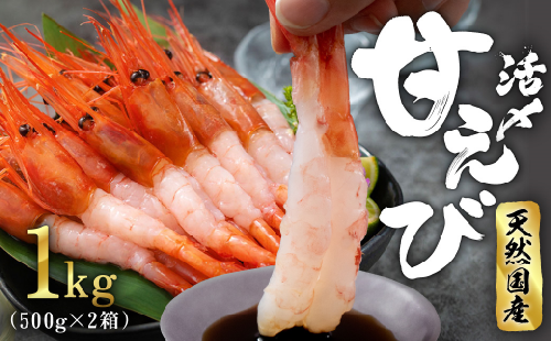 【福井県産】鮮度抜群の大きい甘エビ1kg 小分け（総重量1.2kg） ※無添加 天然 甘えび真空パック済 