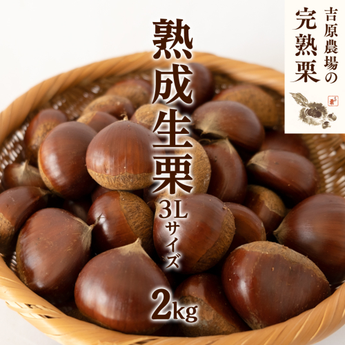 【 吉原農場 の 完熟栗 】 熟成 生栗 2kg 3Lサイズ 令和7年産 完熟 栗 くり クリ 栗ごはん 贈答 ギフト 果物 フルーツ 数量限定 旬 秋 冬 正月 おせち [CX005ci] 560760 - 茨城県筑西市