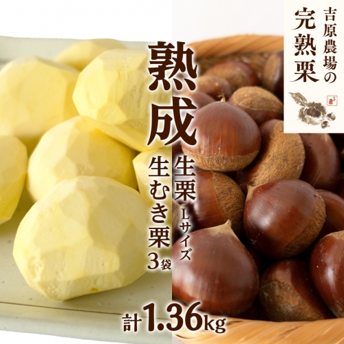 【 吉原農場 の 完熟栗 】 熟成 生栗 1kg Lサイズ ・ 生むき栗 3袋 セット 令和7年産 完熟 栗 くり クリ 栗ごはん 贈答 ギフト 果物 フルーツ 数量限定 旬 秋 冬 正月 おせち [CX010ci] 560778 - 茨城県筑西市