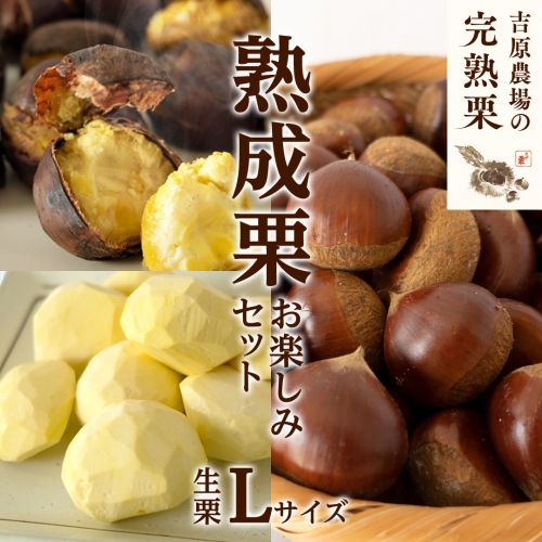 【 吉原農場 の 完熟栗 】 熟成 栗 お楽しみ セット ( 生栗 Lサイズ ) 令和7年産 完熟 生栗 生むき栗 焼き栗 くり クリ 栗ごはん 贈答 ギフト 果物 フルーツ 数量限定 旬 秋 冬 正月 おせち [CX014ci] 560784 - 茨城県筑西市