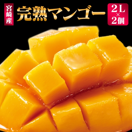 ＜先行予約＞ 完熟マンゴー 2Lサイズ 2玉 南国宮崎からお届け!! フルーツ 果物 人気 贈答品【B302-26】 561075 - 宮崎県新富町