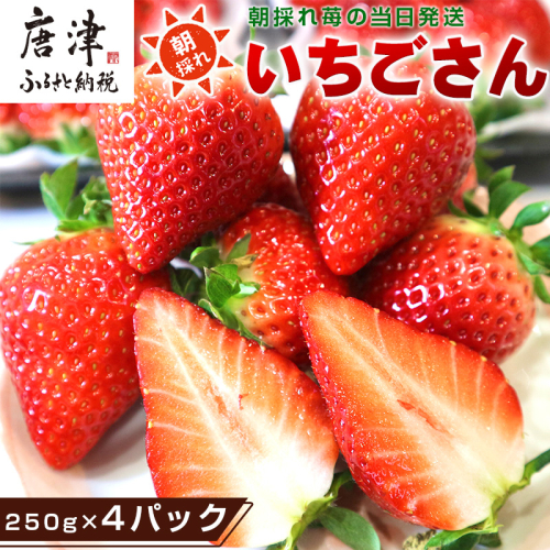 『先行予約』【令和8年3月より順次発送】唐津産 いちごさん 約250g×4パック(合計約1kg) 濃厚いちご 苺 イチゴ 果物 フルーツ 561646 - 佐賀県唐津市