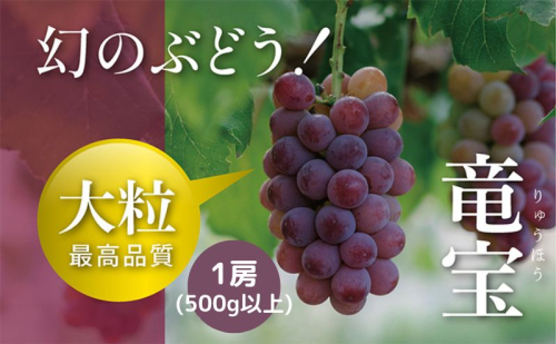 【令和7年産予約】幻の赤ブドウ竜宝1房（500ｇ以上） 果物 フルーツ デザート 食後 産地直送 香りが強い 甘さ 酸味 バランス 樹上完熟 夏 旬 夏の果物  564120 - 滋賀県甲良町