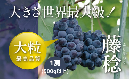 【令和7年産予約】藤稔1房（500ｇ以上） 果物 フルーツ デザート 食後 産地直送 大粒 黒ブドウ 樹上完熟  564121 - 滋賀県甲良町