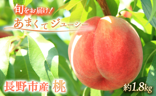 先行予約 桃 約1.8kg 2025年7月下旬より順次発送 オンライン決済限定 白桃 もも モモ フルーツ 果物 くだもの あかつき 川中島白鳳 川中島白桃 旬のフルーツ デザート 限定 信州 長野県 長野  574367 - 長野県長野市