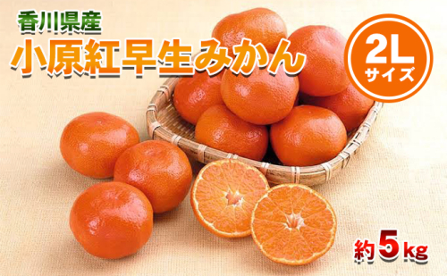 小原紅早生みかん 2Lサイズ 5kg 香川県産 早生みかん みかん ミカン 蜜柑 フルーツ 果物 くだもの 旬のフルーツ 旬の果物 柑橘 柑橘類 大玉 香川 香川県 東かがわ市 574388 - 香川県東かがわ市