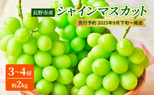 ぶどう 先行予約 長野市産 シャインマスカット3～4房 約2kg 朝採り 葡萄 ブドウ フルーツ 果物 シャイン マスカット デザート おやつ 信州 2025年秋発  575258 - 長野県長野市