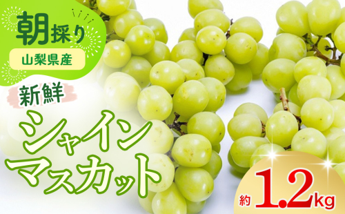 【2025年発送】土にこだわったシャインマスカット 1.2kg 2房以上 先行予約 山梨県産 朝採り 新鮮 シャインマスカット 国産 産地直送 人気 おすすめ 贈答 ギフト お取り寄せ フルーツ 果物 くだもの ぶどう ブドウ 葡萄 新鮮 甘い 皮ごと 甲斐市 BI-5 576166 - 山梨県甲斐市