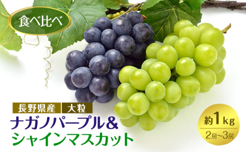 ぶどう 先行予約 長野市産 ナガノパープル ＆ シャインマスカット 食べ比べ セット 2～3房 約1kg 詰め合わせ シャイン マスカット ブドウ 葡萄 フルーツ 果物 巨峰 デザート 信州 2025年秋発送  576167 - 長野県長野市