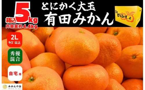 みかん 大玉 どっこいしょ 箱込 5kg ( 内容量約 4.4kg ) 2Lサイズ以上 秀品 優品 混合 有田みかん 和歌山県産 産地直送 家庭用［2025年11月中旬より2026年1月中旬頃順次出荷予定］［みかんの会］ 578788 - 和歌山県有田川町
