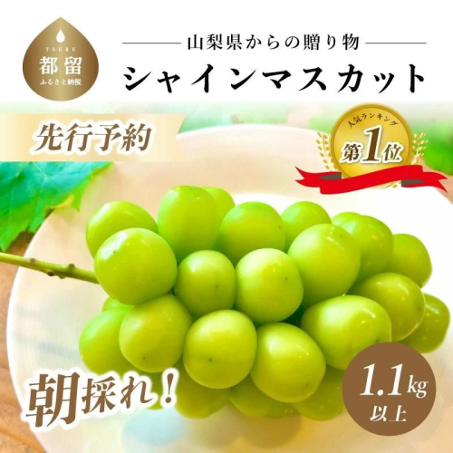 【2025年 先行予約】山梨県産　シャインマスカット 1.1kg (２房～3房) | 山梨　都留市　フルーツ　高級　ぶどう　シャイン　シャインマスカット　高級フルーツ　高級ぶどう　おやつ　デザート　贈り物 580262 - 山梨県都留市