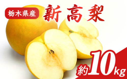 N08 梨 なし 新高梨 10kg フルーツ 先行予約 矢畑むらづくり組合《9月中旬-9月末頃出荷》 栃木県【栃木県共通返礼品　栃木県産】【配送不可地域あり】(離島)