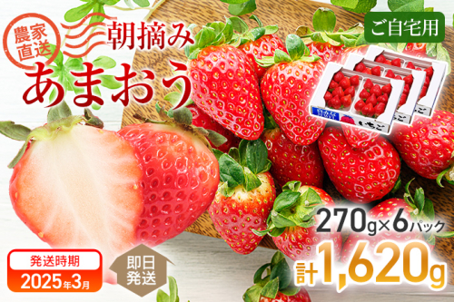 朝摘みあまおう約270g×6パック ※2026年3月中順次出荷予定 BD05 606048 - 福岡県大木町