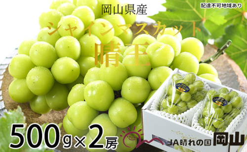 ぶどう 2025年 先行予約 シャイン マスカット 晴王 約500g×2房 8月下旬～11月下旬発送 ブドウ 葡萄  岡山県産 国産 フルーツ 果物 ギフト 岡山の葡萄 デザート 食後  619479 - 岡山県瀬戸内市
