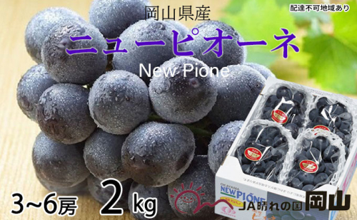 ぶどう 2025年 先行予約 ニュー ピオーネ 3房～6房 約2kg 8月下旬～10月上旬発送 ブドウ 葡萄  岡山県産 国産 フルーツ 果物 ギフト 岡山の葡萄 デザート 食後  619486 - 岡山県瀬戸内市