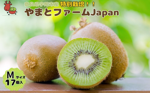 ＜12月以降順次発送＞プレミアム キウイ フルーツ Mサイズ 17個入 追熟処理済 ／ ふるさと納税 キウイ キウイフルーツ ギフト 栄養 果物 お土産 化学肥料不使用 特別栽培 塩 奈良県 宇陀市 やまとファームJAPAN 624790 - 奈良県宇陀市