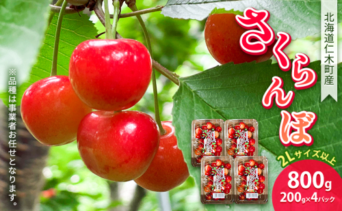 北海道 仁木町産 さくらんぼ 800g（200g×4パック） 2Lサイズ以上 「佐藤錦」もしくは「紅秀峰」 旬の果物 産地直送 サクランボ チェリー フルーツ 果物 果物類 ギフト 北海道産 仁木町 仁木  [JA新おたる] 625892 - 北海道仁木町