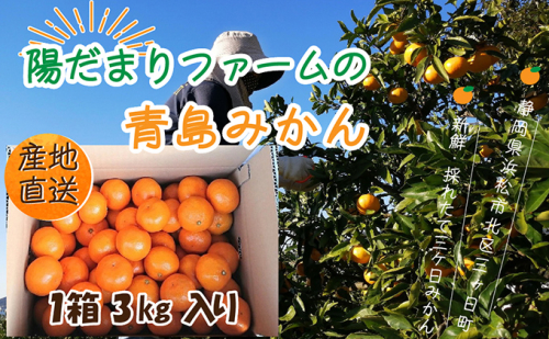 先行予約 みかん 3kg 1箱 陽だまりファーム 三ヶ日みかん 青島みかん 三ケ日みかん 蜜柑 ミカン フルーツ 果物 季節のフルーツ 季節の果物 旬のフルーツ 旬の果物 柑橘 柑橘類 産地直送 静岡 静岡県 浜松市 628408 - 静岡県浜松市