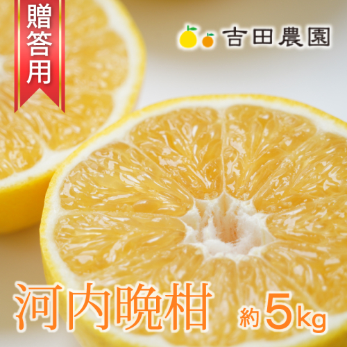 贈答用 河内晩柑 5kg 10000円 みかん かわちばんかん 愛南ゴールド あいなん ゴールド 夏 文旦 グレープフルーツ 和製  産地直送 お中元 ギフト プレゼント 国産 農家直送 期間限定 数量限定 ビタミン 健康 おいしい 特産品 ゼリー ジュース 人気 限定 さわやか 甘い フルーツ 果物 柑橘 蜜柑 吉田農園 愛南町 愛媛県 628538 - 愛媛県愛南町