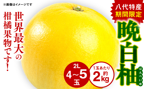 【先行予約】 八代特産 晩白柚 （ばんぺいゆ） 2Lサイズ(約2kg)×4玉～5玉 柑橘 果物 フルーツ 熊本県産 ばんぺいゆ フルーツ 柑橘 特産品 【2025年12月上旬より順次発送】 630749 - 熊本県八代市