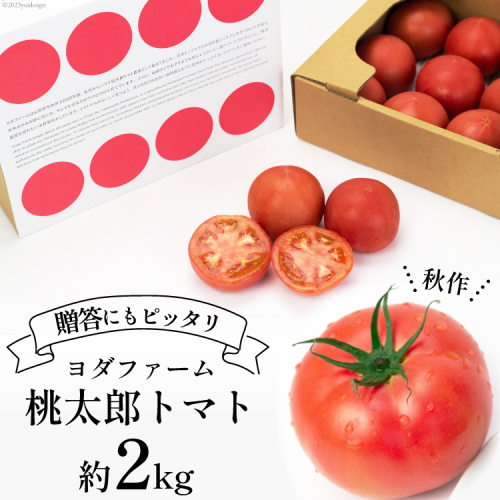 【2025年発送】 秋作 トマト 桃太郎 約2kg [ヨダファーム 山梨県 中央市 21470977] とまと 野菜 やさい 2キロ 季節限定 期間限定 産地直送 山梨県産 631662 - 山梨県中央市