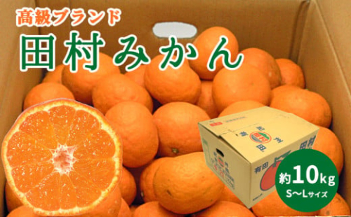 DN6015_【2025年 先行予約】 高級ブランド 田村みかん 秀品 10kg (S～Lサイズおまかせ） 【ミカン 蜜柑 柑橘 温州みかん 有田みかん】 632091 - 和歌山県湯浅町