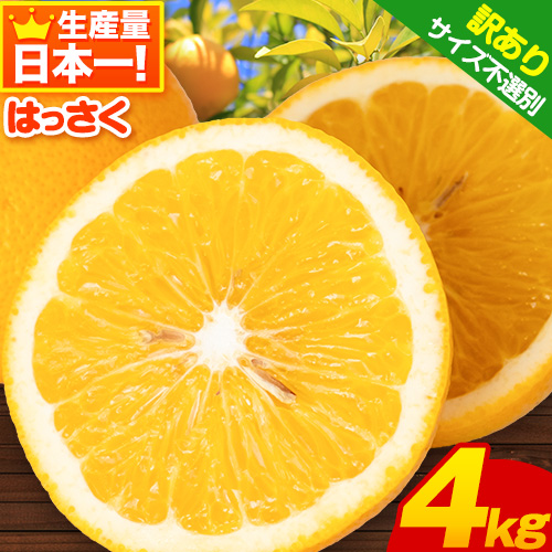 【先行予約】【訳あり/サイズ不選別】はっさく 約4kg (4L～Sサイズ) 早生・晩生指定不可《2026年2月上旬-3月中旬頃出荷》和歌山県 紀の川市 産地直送 みかん 八朔 柑橘 果物 フルーツ ご家庭用 ビタミンC たっぷり 632399 - 和歌山県紀の川市