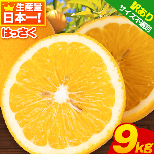 【訳あり/サイズ不選別】＜先行予約＞はっさく 約9kg (4L～Sサイズ)早生・晩生指定不可《2026年2月上旬-3月中旬頃出荷》和歌山県 紀の川市 産地直送 みかん 八朔 柑橘 果物 フルーツ ご家庭用 ビタミンC たっぷり 10000円 632400 - 和歌山県紀の川市