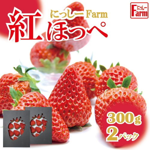 011NF01N.美味しいいちご「にっしーFarmの紅ほっぺ」300g×2P【予約受付2024年12月中旬から順次発送】 635538 - 兵庫県市川町