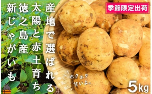 2013《2026年春お届け！》～これからは産地で選びたくなる～徳之島産新じゃがいも（5kg） ( バレイショ 野菜 旬 春 徳之島 奄美 鹿児島 肉じゃが カレー じゃがバター 美味しい 人気 オススメ )